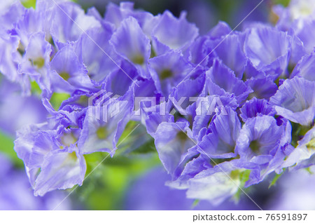It is a close-up photograph of purple statice. The scientific name is Limonium sinuatum. 76591897