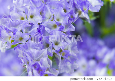 It is a close-up photograph of purple statice. The scientific name is Limonium sinuatum. It is a close-up photograph of purple statice. The scientific name is Limonium sinuatum. 76591898
