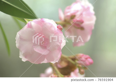 Camellia Camellia 76591904