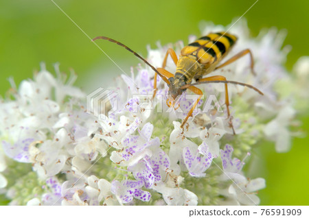 Hana mantis kamakiri Hana mantis kamakiri 76591909