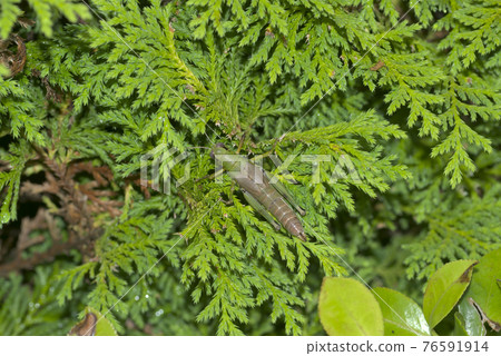 Locust Locust 76591914