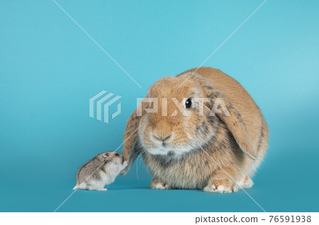 Lop ear rabbit on turquoise background Lop ear rabbit on turquoise background 76591938