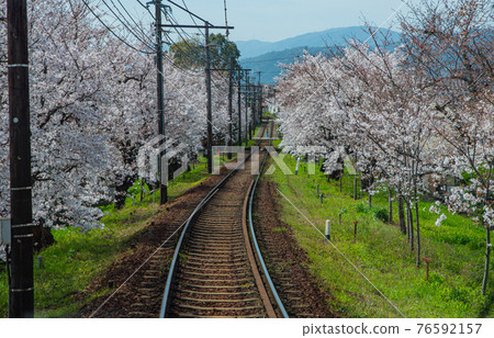 Spring Randen cherry blossom tunnel Spring Randen cherry blossom tunnel 76592157
