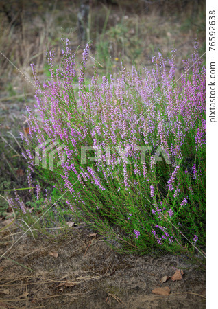 Bush heather in a forest glade Bush heather in a forest glade 76592638