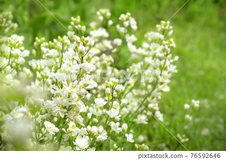White arabis caucasica flowers White arabis caucasica flowers 76592646