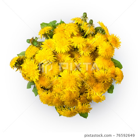 Bouquet of dandelions isolated on a white background Bouquet of dandelions isolated on a white background 76592649