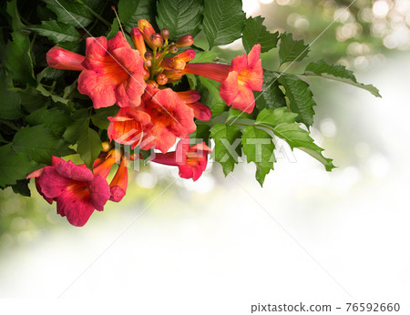 Campsis radicans flowers isolated on white background 76592660