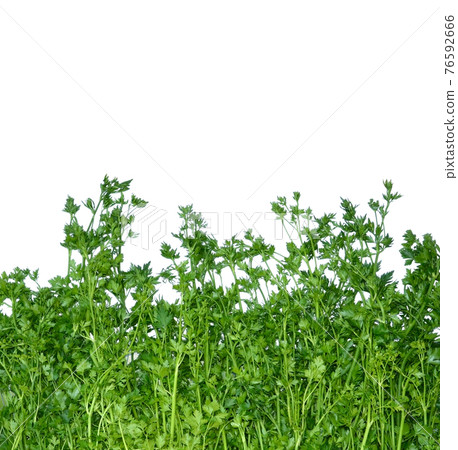 Fragrant green parsley isolated on white background Fragrant green parsley isolated on white background 76592666