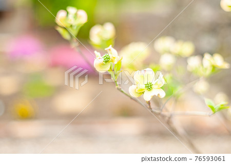Dogwood 76593061