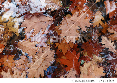 Fallen oak leaves Fallen oak leaves 76593106