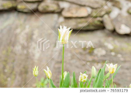 Tulip Tulip 76593179