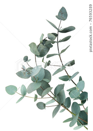 Beautiful eucalyptus branch isolated on white background 76593289