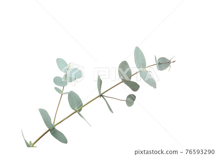 Beautiful eucalyptus branch isolated on white background Beautiful eucalyptus branch isolated on white background 76593290