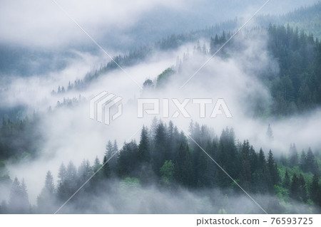 Foggy forest in the mountains. Landscape with trees and mist. Landscape after rain. Foggy forest in the mountains. Landscape with trees and mist. Landscape after rain. 76593725