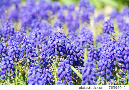 [品種：亞美尼亞cam]穆斯卡里（Muscari）有著明亮的藍紫色花瓣 76594041