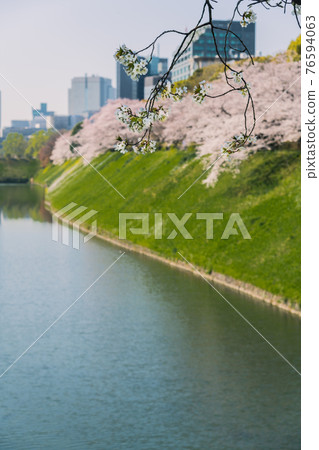 [Yoshino cherry tree in full bloom, Chidorigafuchi] 76594063
