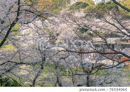 [Full bloom Chidorigafuchi Yoshino cherry tree and boat] 76594064