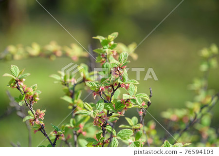 毛毛李的幼果 76594103