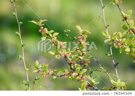 毛毛李的幼果 76594104