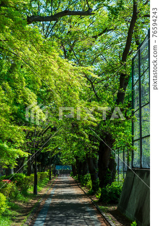 Park with green 39 Park with green 39 76594243