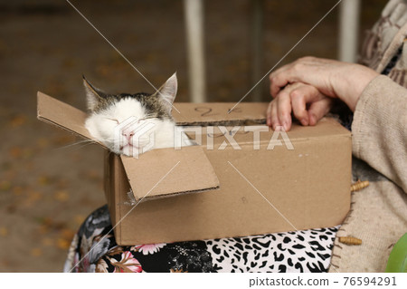 country funny cat in box on the lap with woman stroking hands close up photo country funny cat in box on the lap with woman stroking hands close up photo 76594291