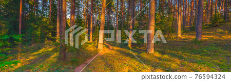 Wooded forest trees backlit by golden sunlight before sunset with sun rays pouring through trees on forest floor illuminating tree branches Wooded forest trees backlit by golden sunlight before sunset with sun rays pouring through trees on forest floor illuminating tree branches 76594324