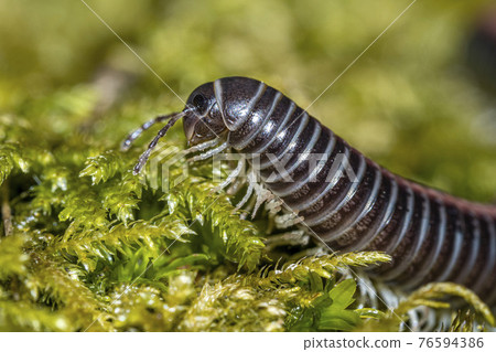 Julidae Millipedes close up macro 76594386