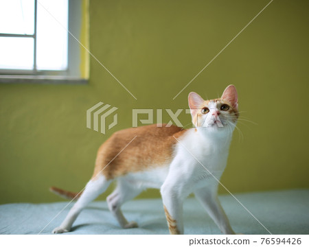 cat playing have fun in the room cat playing have fun in the room 76594426