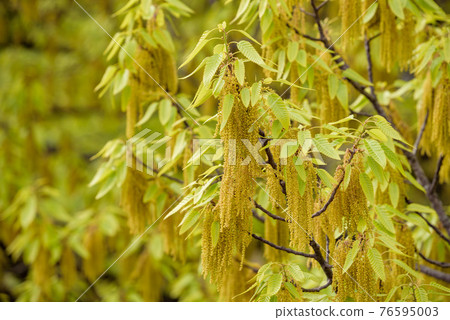 Quercus acutissima 花和幼葉(橡子樹) Quercus acutissima 花和幼葉(橡子樹) 76595003