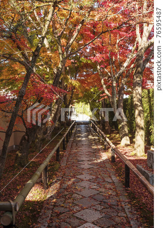 京都紅葉名勝光越寺的紅葉、紅葉名勝的鵝卵石路 76595487