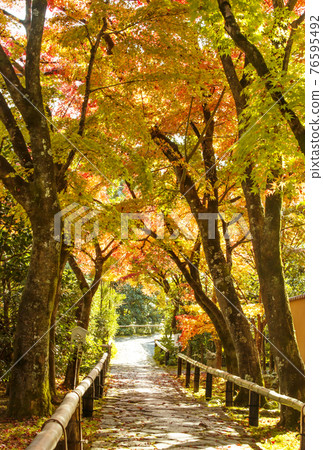 Autumn leaves of Koetsuji Temple, a famous spot for autumn leaves in Kyoto, a cobblestone approach, a popular spot for autumn leaves 76595492