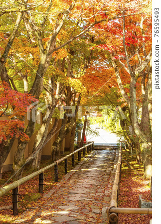 Autumn leaves of Koetsuji Temple, a famous spot for autumn leaves in Kyoto, a cobblestone approach, a popular spot for autumn leaves Autumn leaves of Koetsuji Temple, a famous spot for autumn leaves in Kyoto, a cobblestone approach, a popular spot for autumn leaves 76595493