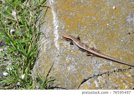 Spring lizard Spring lizard 76595497