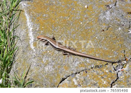 Spring lizard Spring lizard 76595498