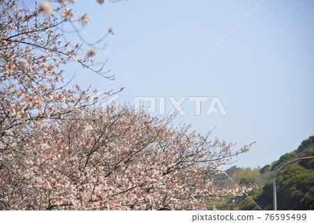 [神奈川] 橋水櫻花 76595499
