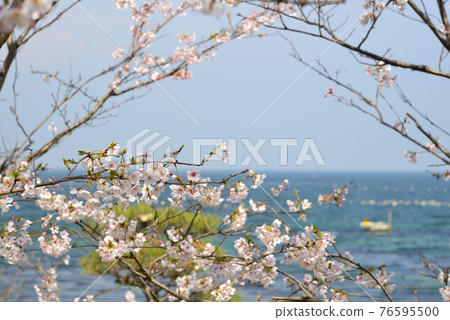[神奈川] 橋水櫻花 76595500