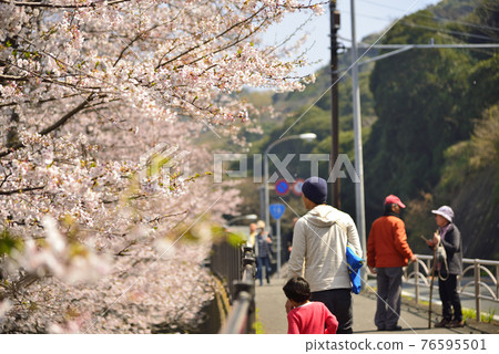 [神奈川] 橋水櫻花 76595501