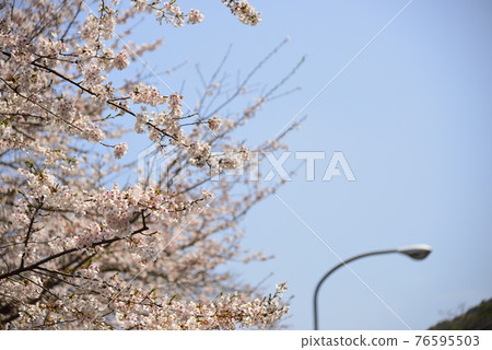 [神奈川] 橋水櫻花 76595503
