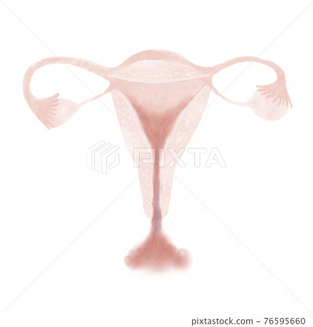 Female reproductive system. Isolated illustration on a white background. 76595660