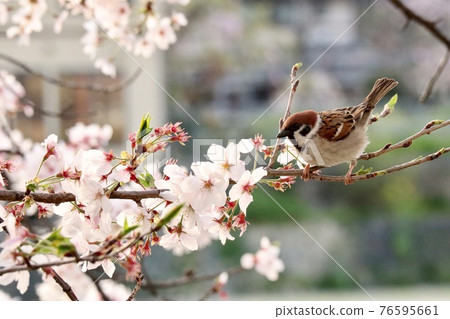 Cherry blossoms and sparrows preparing to fly 76595661