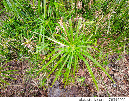 papyrus plant close up papyrus plant close up 76596031