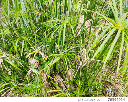 papyrus plant close up papyrus plant close up 76596034