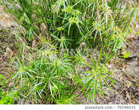 papyrus plant close up papyrus plant close up 76596035