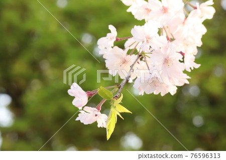 Sakura stained in sunset Sakura stained in sunset 76596313
