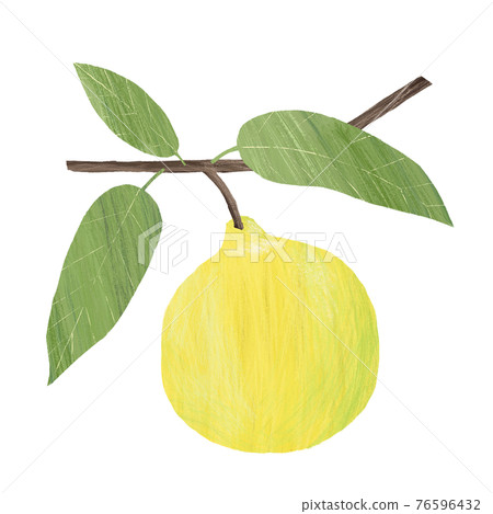 佛手柑手繪插圖 76596432