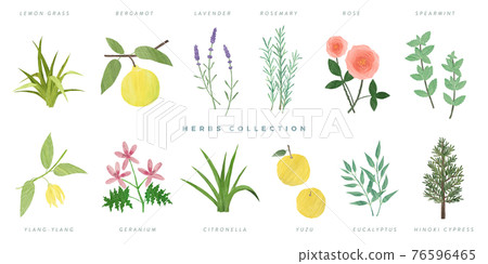 Hand-drawn illustration set aroma herbs 76596465