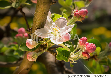 Blossoming apple Blossoming apple 76596543