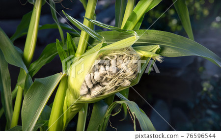 Corn smut. Ustilago maydis disease 76596544