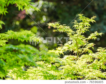 情色泉門鎮周邊風光，楓葉鮮綠 76596805