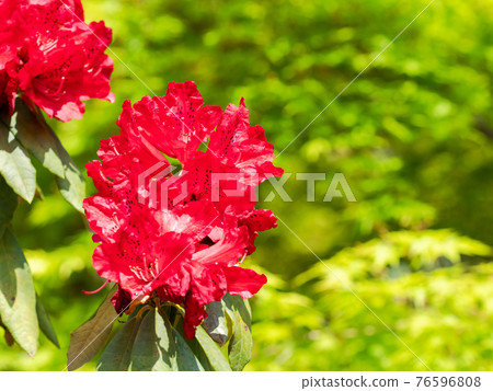 情感泉門鎮周邊風景:美麗的杜鵑花和清新的綠色 情感泉門鎮周邊風景:美麗的杜鵑花和清新的綠色 76596808